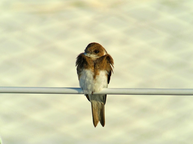 Hirondelle de rivage © Fabrice Croset - PnrFO