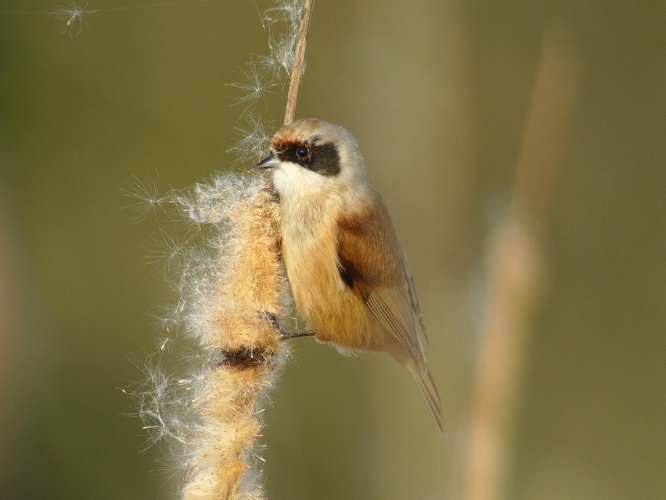 Rémiz penduline, Mésange rémiz © Fabrice Croset - PnrFO
