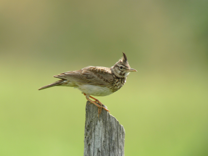 Cochevis huppé © Fabrice Croset - PnrFO