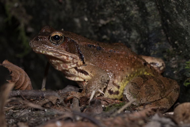Grenouille rousse © Johann Chrétien - PnrFO