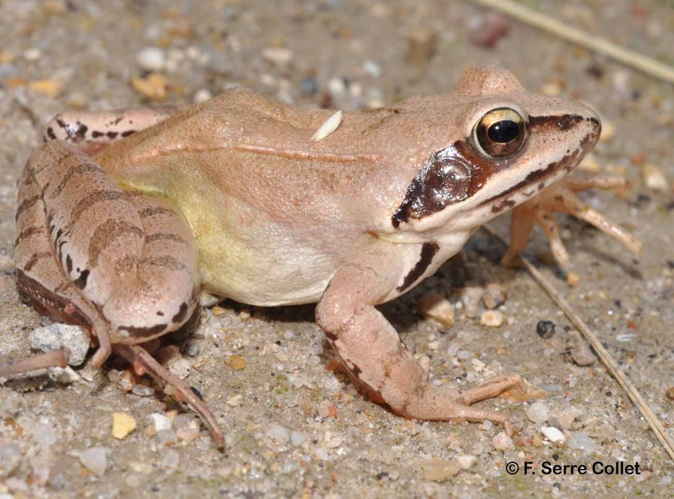 Grenouille agile © F. Serre Collet - INPN