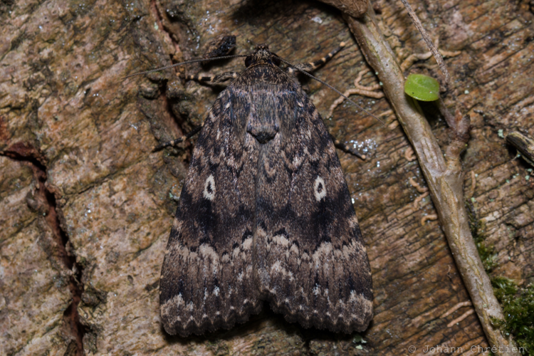 Noctuelle berbère (La) © Johann Chrétien - PnrFO