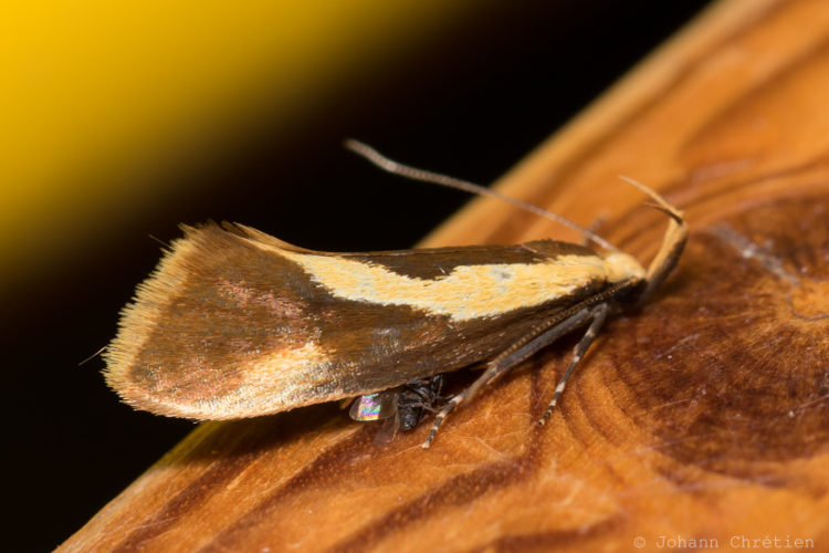 Harpella forficella © Johann Chrétien - PnrFO