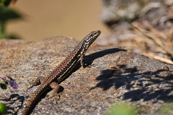 Lézard des murailles (Le) © Anthony Cauchy - PnrFO