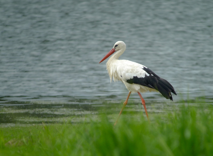 Cigogne blanche © Fabrice Croset - PnrFO