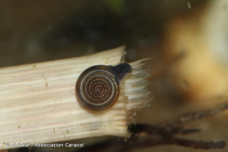  © V. Prié - Association Caracol