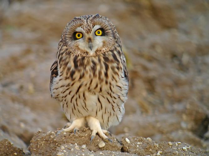 Hibou des marais © Fabrice Croset - PnrFO