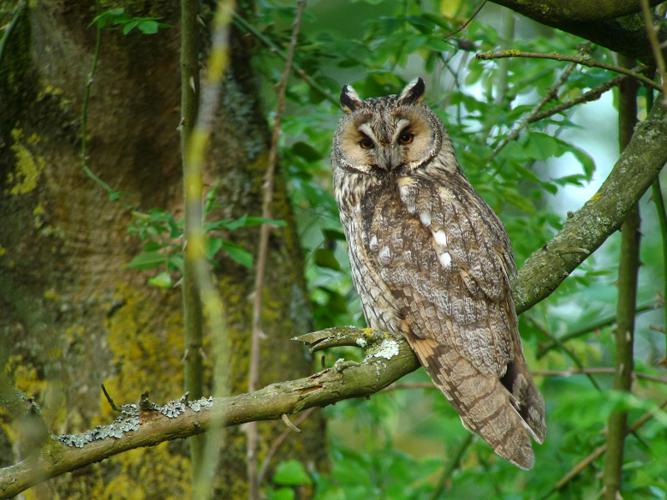 Hibou moyen-duc © Fabrice Croset - PnrFO