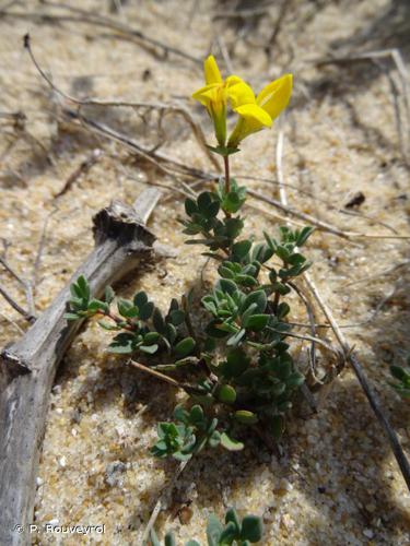 Lotus corniculatus var. crassifolius © P. Rouveyrol