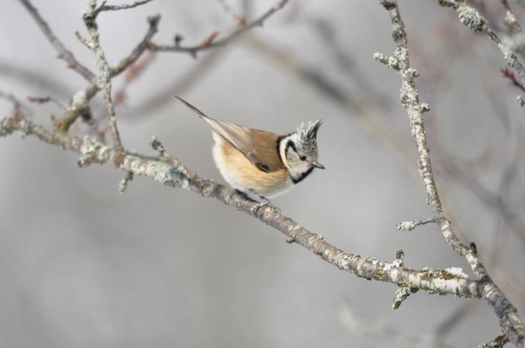 Mésange huppée © Fabrice Croset - PnrFO