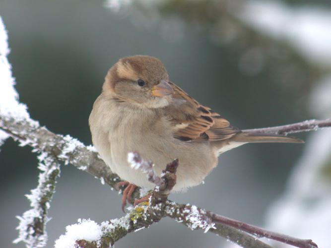 Moineau domestique © Fabrice Croset - PnrFO