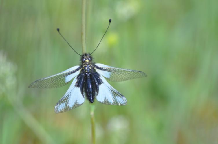 Ascalaphe soufré © T. Jean-François - PNRFO