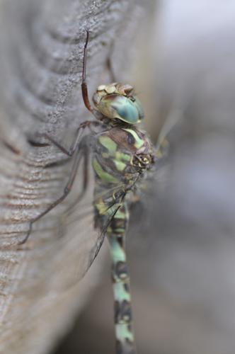 Aeschne paisible © T. Jean-François - PNRFO