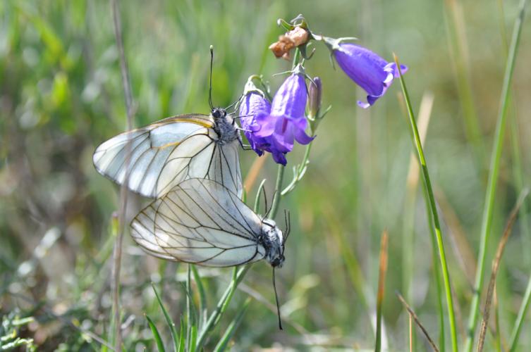 Gazé (Le), Piéride de l'Aubépine (La) © T. Jean-François - PNRFO