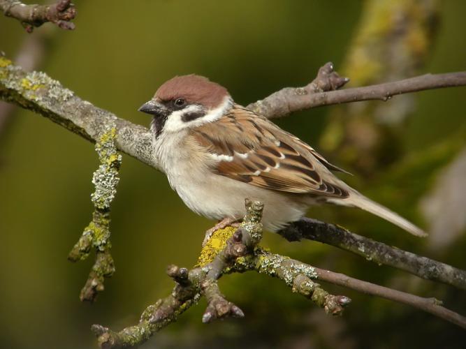 Moineau friquet © Fabrice Croset - PnrFO