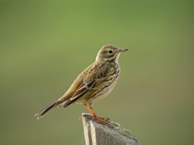 Pipit farlouse © Fabrice Croset - PnrFO