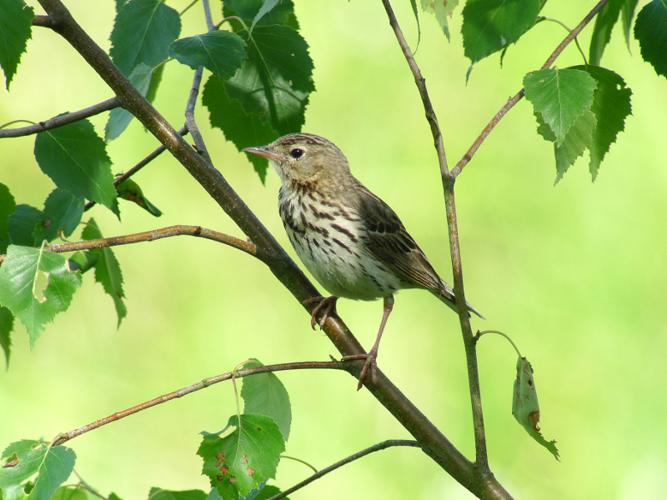 Pipit des arbres © Fabrice Croset - PnrFO