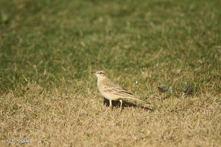 Pipit rousseline © F. Jiguet - INPN