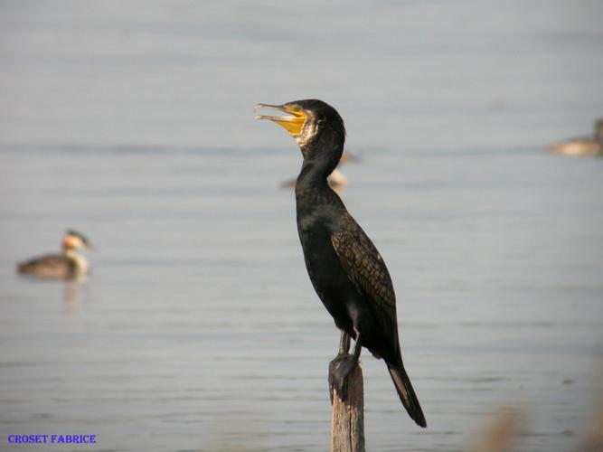 Grand Cormoran © Fabrice Croset - PnrFO