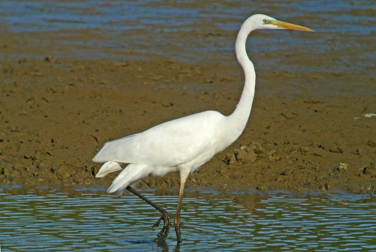 Grande Aigrette © Fabrice Croset - PnrFO