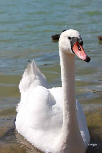 Cygne tuberculé © G. Rogeon - INPN