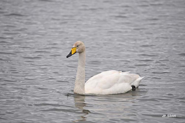 Cygne chanteur © JP. Siblet - INPN