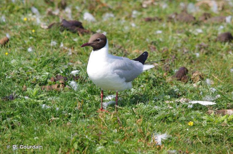 Mouette rieuse © P. Gourdain - INPN