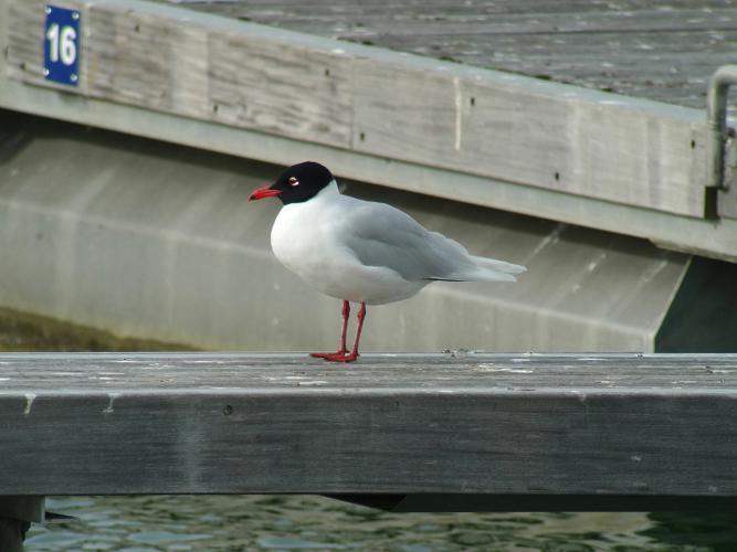 Mouette mélanocéphale © Fabrice Croset - PnrFO