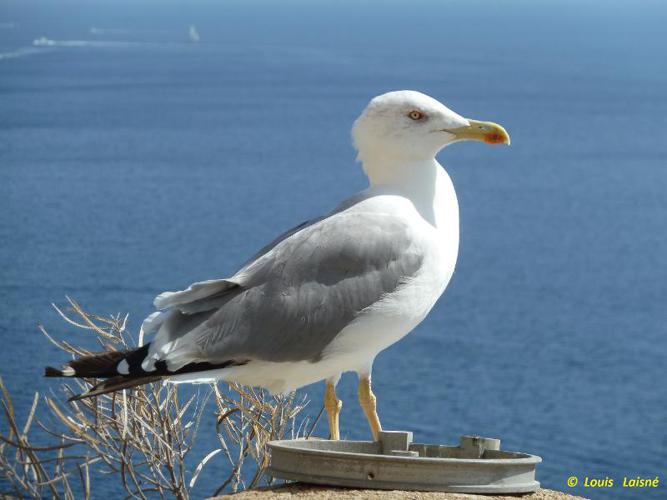 Goéland leucophée © L. Laisné - INPN