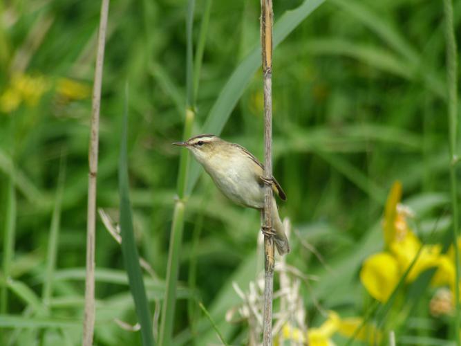 Phragmite des joncs © Fabrice Croset - PnrFO