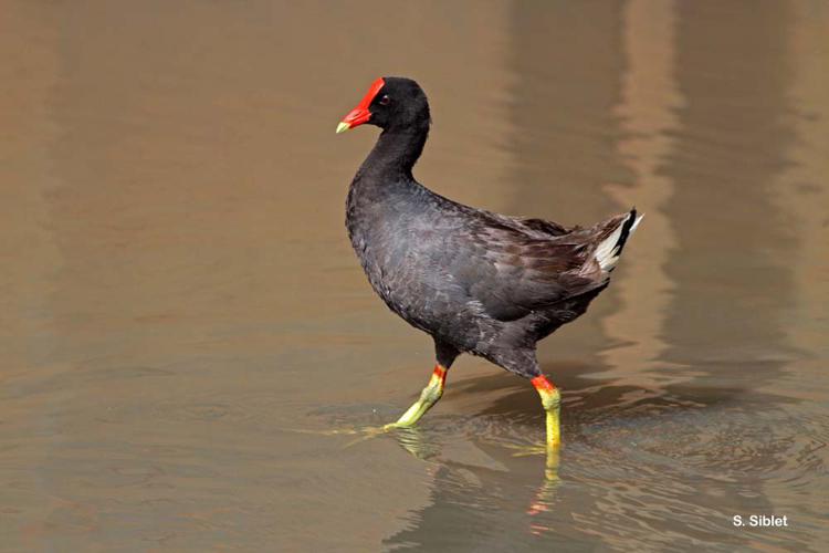 Poule-d'eau, Gallinule poule-d'eau © S. Siblet - INPN