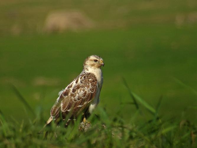 Buse variable © Fabrice Croset