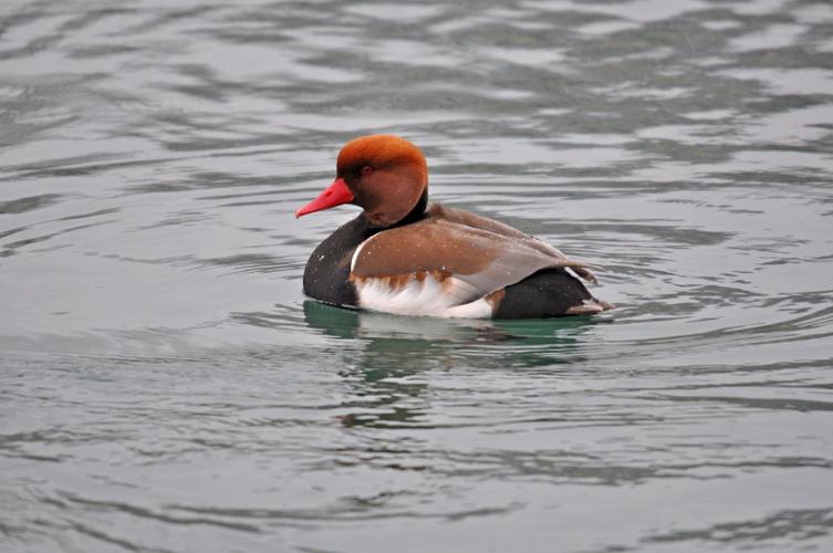 Nette rousse © Fabrice Croset - PnrFO