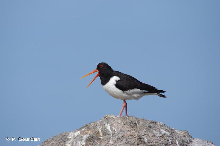 Huîtrier pie © P. Gourdain