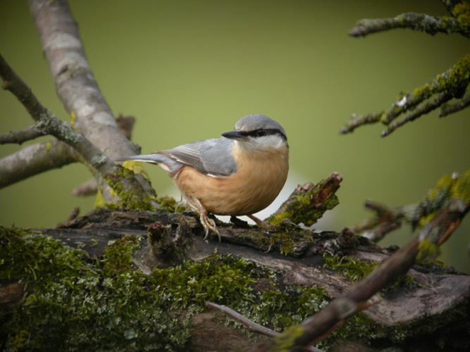 Sittelle torchepot © Fabrice Croset - PnrFO