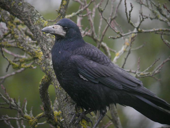 Corbeau freux © Fabrice Croset - PnrFO