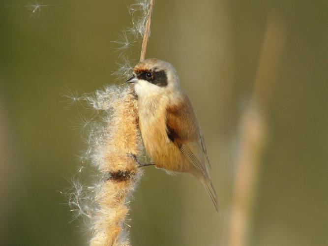 Rémiz penduline, Mésange rémiz © Fabrice Croset - PnrFO