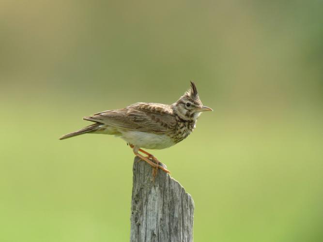 Cochevis huppé © Fabrice Croset - PnrFO