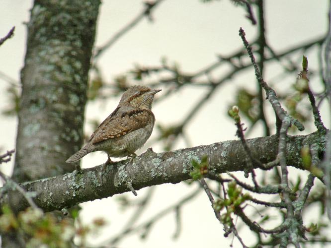 Torcol fourmilier © Fabrice Croset - PnrFO