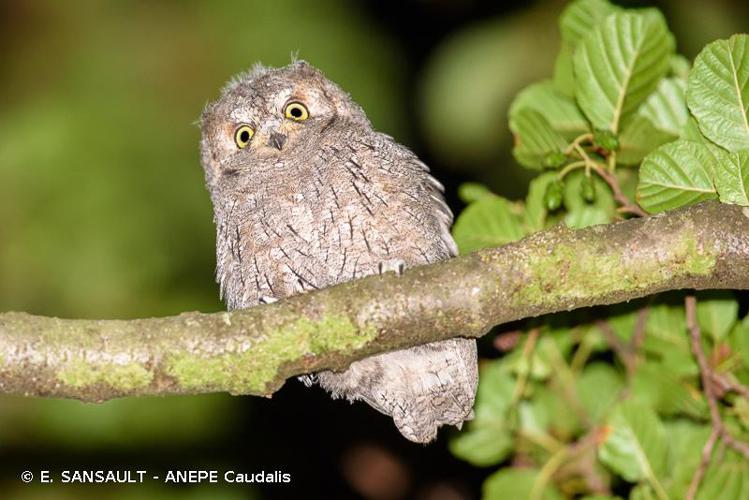 Hibou petit-duc, Petit-duc scops © E. Sansault - INPN