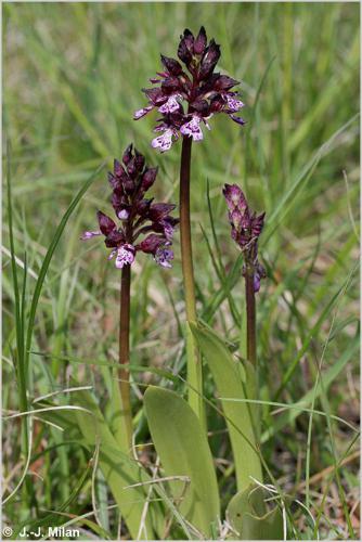 Orchis pourpre © P. Rouveyrol - INPN