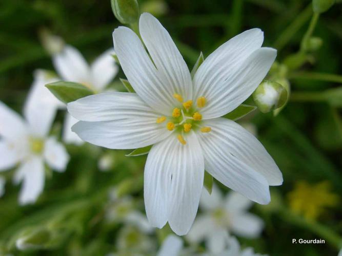 Stellaire holostée © P. Gourdain - INPN