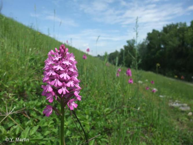 Orchis pyramidal, Anacamptis en pyramide © Y. Martin - INPN