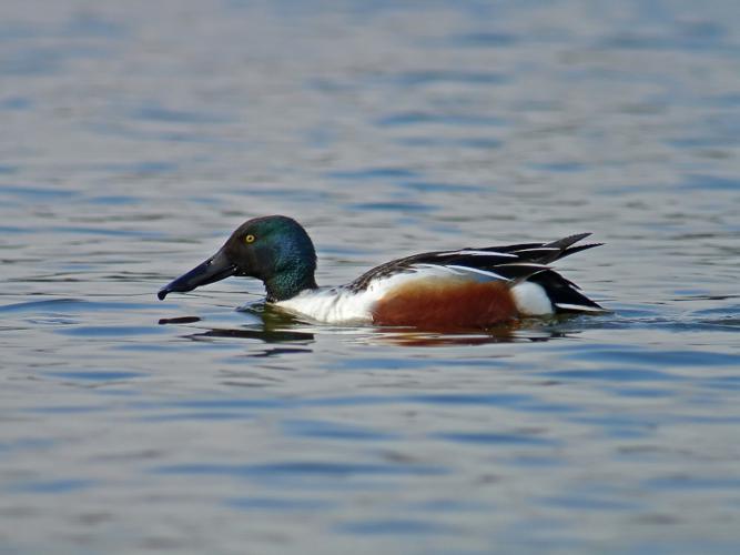 Canard souchet © Fabrice Croset - PnrFO