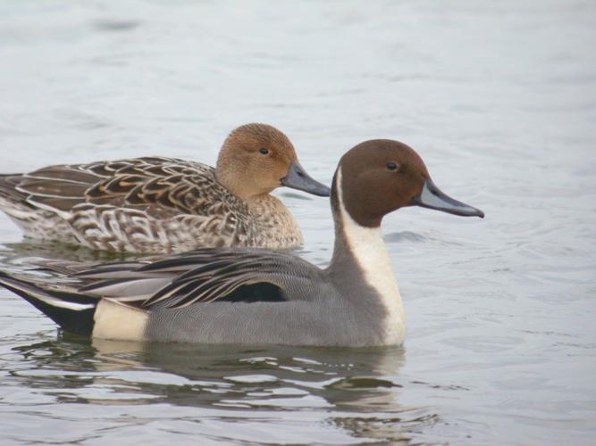 Canard pilet © Fabrice Croset - PnrFO