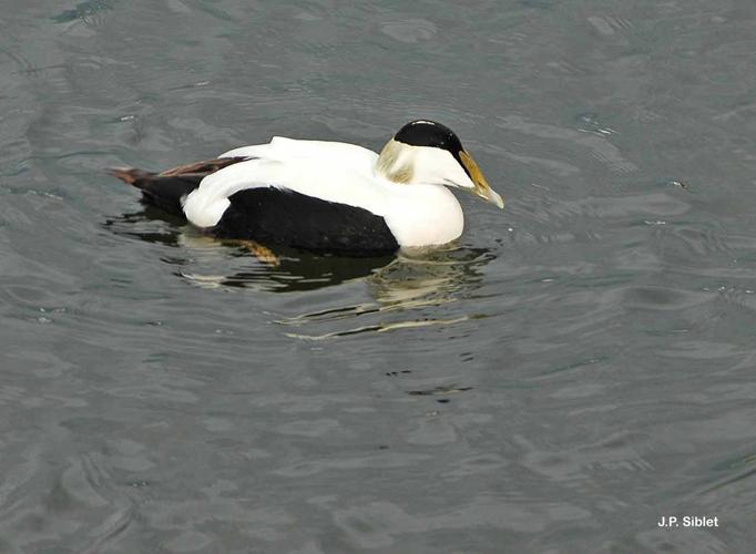 Eider à duvet © J.P. Siblet - INPN