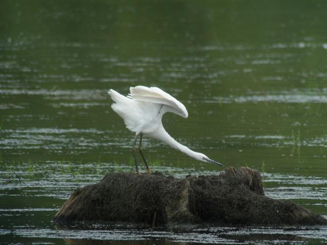 Aigrette garzette © Fabrice Croset - PnrFO