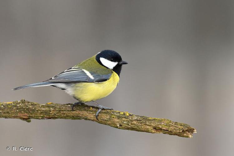 Mésange charbonnière © R. Clerc - INPN