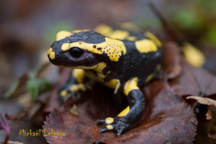 Salamandre tachetée © Mickaël Lefèvre - PnrFO