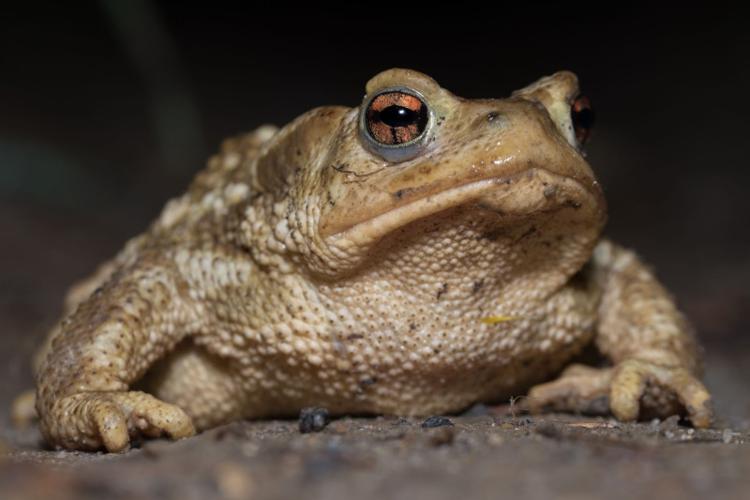 Crapaud commun © Johann Chrétien - PnrFO